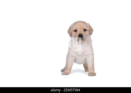 chiot labrador de 5 semaines isolé sur fond blanc à pied Banque D'Images