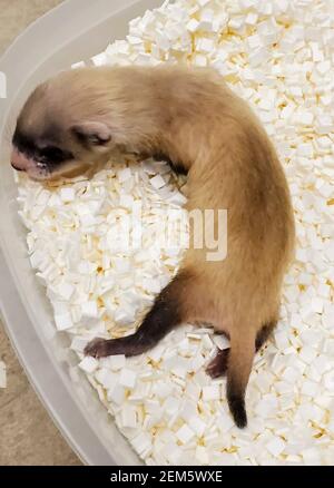 Elizabeth Ann, la première furet à pied noir cloné, âgée de 26 jours, se reposant dans sa maison au National Black-footed Ferret conservation Centre le 5 janvier 2021 à fort Collins, Colorado. C'est la première fois que des scientifiques clonent une espèce en voie de disparition aux États-Unis, dupliquée à partir des gènes d'un animal décédé il y a plus de 30 ans. Banque D'Images