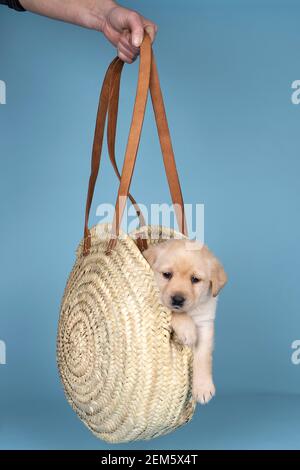 chiot labrador de 5 semaines assis dans un bassé en osier tenu par une main humaine sur fond bleu Banque D'Images