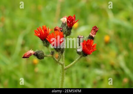 Pilosella aurantiaca en fleurs. Pilosella aurantiaca plante à fleurs sauvages, fleurs d'orange en fleur Banque D'Images