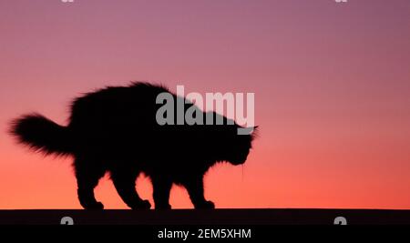 Coucher de soleil d'été avec une silhouette de chat molletonnée Banque D'Images