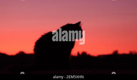 Coucher de soleil d'été avec une silhouette de chat molletonnée Banque D'Images