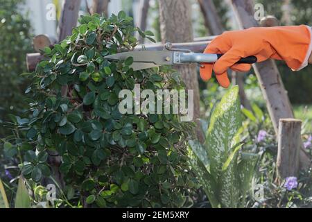 Maison décoration de jardin: Porter des gants en caoutchouc orange pour ramasser des ciseaux à strel pour décorer les branches de l'arbre dans le jardin. Banque D'Images