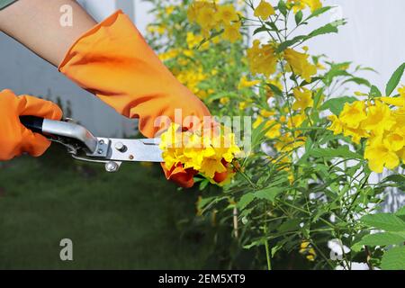 Maison décoration de jardin: Porter des gants en caoutchouc orange pour ramasser des ciseaux de strel pour décorer les fleurs de l'arbre dans le jardin. Banque D'Images