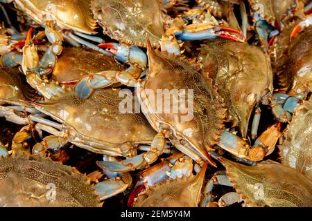 Callinectes sapidus de crabe bleu Banque D'Images