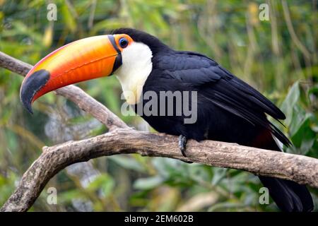 Profil de Toco Toucan (Ramphastos toco) perché sur branche avec son gros bec étrange Banque D'Images
