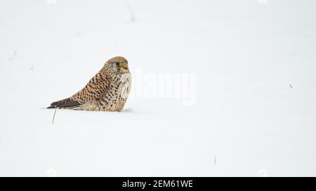 Beau portait de Kestrel Falco Tinnunculus en plein air assis dans la neige Banque D'Images