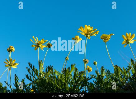 Euryops pectinatus Banque D'Images