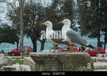 Deux mouettes dans la même position se trouvent sur le monument historique de la ville de Zadar, Croatie Banque D'Images