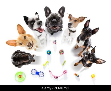 une rangée de chiens en équipe avec des jouets attendant de jouer isolé sur fond blanc Banque D'Images