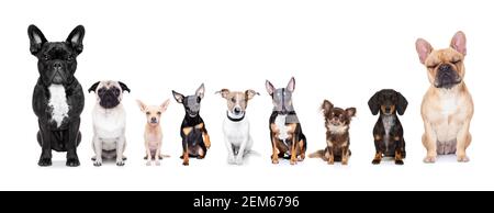 groupe d'équipe de chiens prenant un selfie isolé sur fond blanc, sourire et bonne photo Banque D'Images