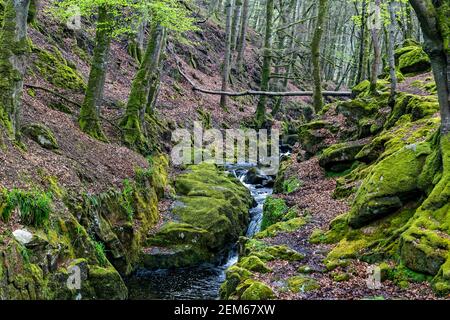 Comté de Wicklow, Irlande. 7 mai 2016. Shankill River dans le parc national des montagnes Wicklow en Irlande. Crédit : Bernard Menigault/Alamy photo Banque D'Images