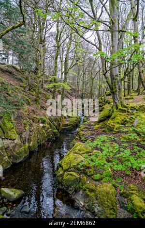 Comté de Wicklow, Irlande. 7 mai 2016. Shankill River dans le parc national des montagnes Wicklow en Irlande. Crédit : Bernard Menigault/Alamy photo Banque D'Images