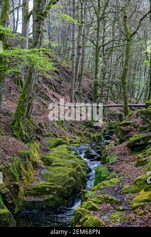 Comté de Wicklow, Irlande. 7 mai 2016. Shankill River dans le parc national des montagnes Wicklow en Irlande. Crédit : Bernard Menigault/Alamy photo Banque D'Images