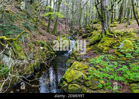 Comté de Wicklow, Irlande. 7 mai 2016. Shankill River dans le parc national des montagnes Wicklow en Irlande. Crédit : Bernard Menigault/Alamy photo Banque D'Images