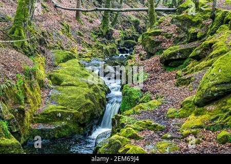 Comté de Wicklow, Irlande. 7 mai 2016. Shankill River dans le parc national des montagnes Wicklow en Irlande. Crédit : Bernard Menigault/Alamy photo Banque D'Images