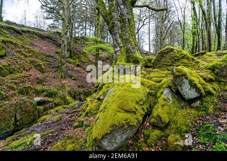 Comté de Wicklow, Irlande. 7 mai 2016. Bois de Cloghleagh dans le parc national des montagnes de Wicklow en Irlande. Banque D'Images