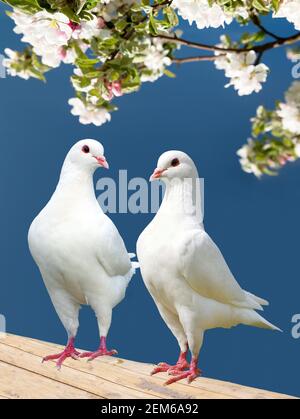 deux pigeons blancs sur fond fleuri - pigeon impérial - ducula Banque D'Images