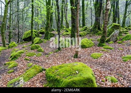 Comté de Wicklow, Irlande. 7 mai 2016. Bois de Cloghleagh dans le parc national des montagnes de Wicklow en Irlande. Banque D'Images