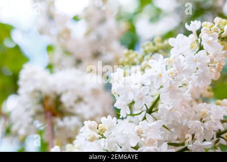 Lilas blanc. Fleurs printanières de lilas blanc sur les buissons de lilas. Fleur blanche naturelle sur fond bleu ciel à l'extérieur. Banque D'Images