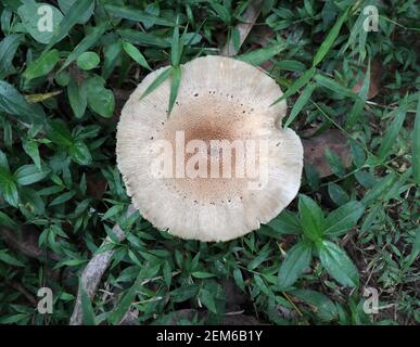 Grand champignon léger fleuri avec de l'herbe sur le sol Banque D'Images