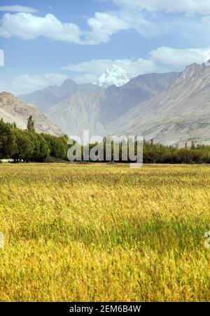 Champ de céréales dans la vallée de Wakhan, les montagnes hindoukush, la région de Gorno-badakhshan, le Tadjikistan et la frontière afghane Banque D'Images