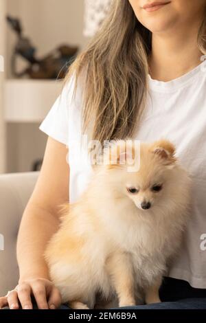 un chien pomeranien assis sur les jambes d'une femme à l'intérieur de la maison, détails Banque D'Images