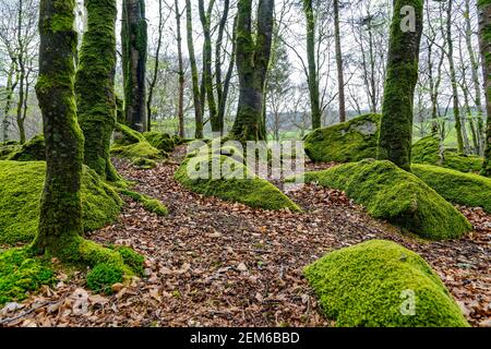 Comté de Wicklow, Irlande. 7 mai 2016. Bois de Cloghleagh dans le parc national des montagnes de Wicklow en Irlande. Banque D'Images