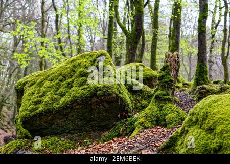 Comté de Wicklow, Irlande. 7 mai 2016. Bois de Cloghleagh dans le parc national des montagnes de Wicklow en Irlande. Banque D'Images