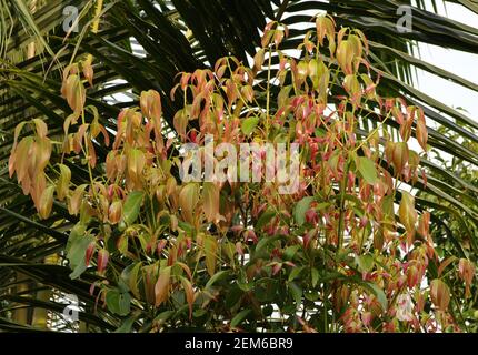 Jeunes feuilles nouvellement formées d'un arbre de cannelle Banque D'Images