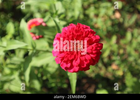 Belle fleur rouge de zinnia avec de nombreux pétales Banque D'Images