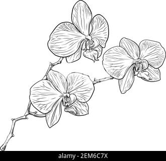 Orchidée Fleur Gravure Gravure sur bois Illustration de Vecteur