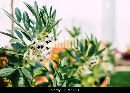 Vicia faba, connue sous le nom de fèves, ont des fleurs blanches et noires d'où naîtront le fruit de cette légumineuse. Banque D'Images