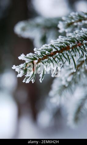 Détail d'une branche de sapin verglacée et enneigée cristaux en hiver Banque D'Images