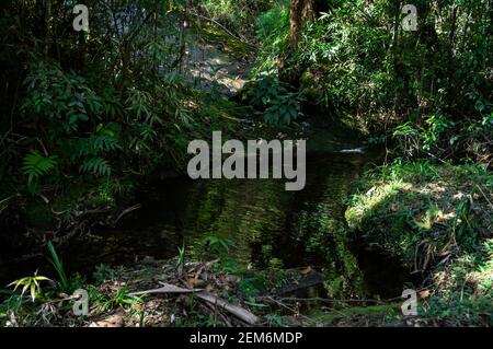 Un petit étang formé par l'eau cristalline qui coule des formations rocheuses à proximité dans le parc de Serra do Mar, le noyau de Cunha. Banque D'Images