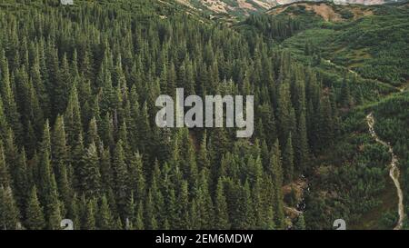 Personne aérienne nature paysage. Sentier de randonnée dans la forêt montagneuse sur la colline. Pins dans les champs d'herbe verte. Beauté naturelle sauvage intacte aux crêtes de Carpates, Ukraine, Europe. Prise de vue cinématographique Banque D'Images