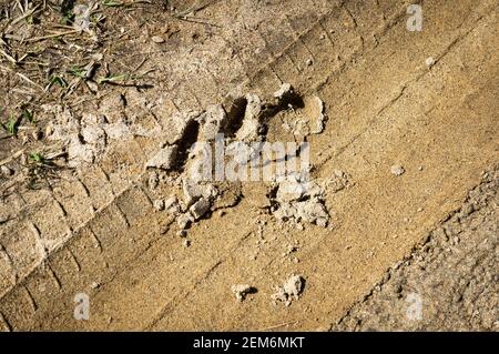 Gros plan et détail d'une empreinte de tapir trouvée au milieu du sentier de randonnée du parc national de Serra do Mar (noyau de Cunha). Banque D'Images