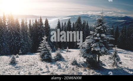 Faites un soleil sur les pins à l'antenne de la montagne enneigée. Personne paysage de la nature. Forêt d'épinettes au givre. Gammes de supports blancs enneigés. Vacances d'hiver. Carpates pittoresques, Bukovel, Ukraine, Europe Banque D'Images