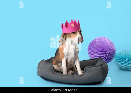 Chien mignon en couronne de papier sur fond de couleur Banque D'Images