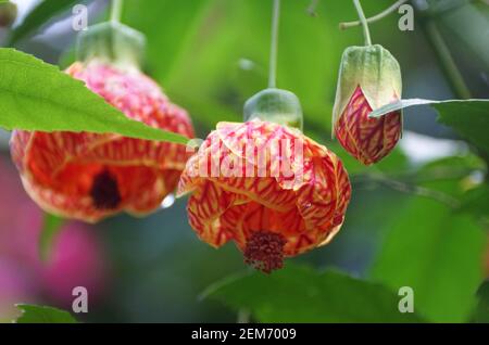 Gros plan de la fleur de lanterne chinoise de vigne rouge Banque D'Images