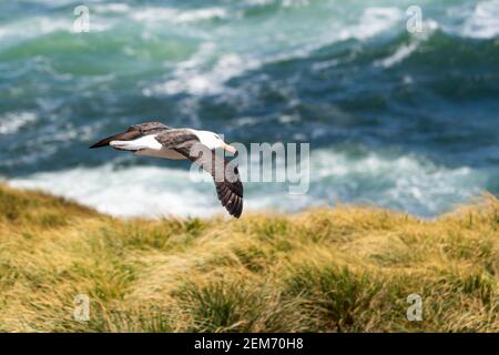 Un albatros brun noir glisse sans effort dans les vents forts de West point Island dans les îles Falkland. Banque D'Images