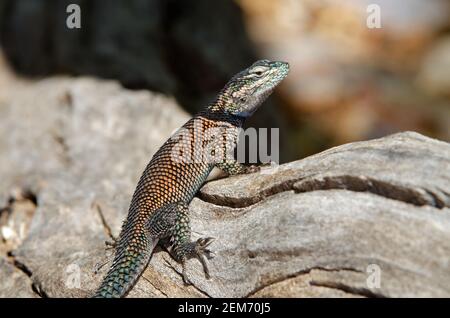 L'achillée (Sceloporus jarrovii lézard épineux) Banque D'Images