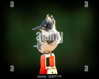 Un Kingfisher à Belted (Megaceryle alcyon) à Palo Alto, en Californie Banque D'Images