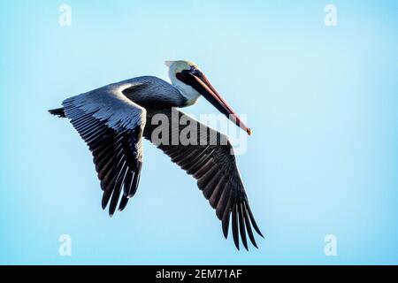 Un pélican brun (Pelecanus occidentalis) volant à Santa Barbara, en Californie Banque D'Images