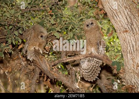 Fledgings de la Chouette tachetée mexicaine, aile étirant, Strix occidentalis. Banque D'Images