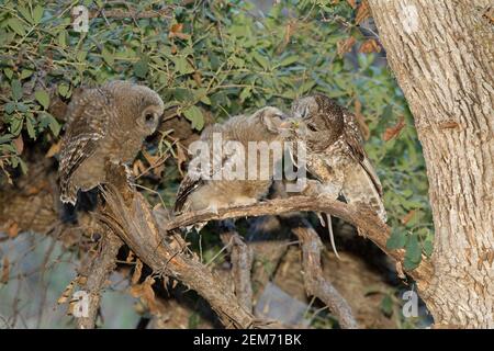 Chouette tachetée mexicaine Flédglings d'alimentation femelle, Strix occidentalis. Banque D'Images