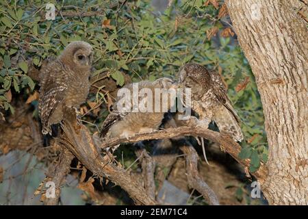 Chouette tachetée mexicaine Flédglings d'alimentation femelle, Strix occidentalis. Banque D'Images