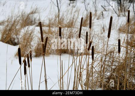 Des buscades et de l'herbe séchée au milieu de la neige pendant une journée hivernale tardive. Banque D'Images