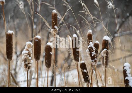 Photo en gros plan des queues enneigées et de l'herbe séchée en hiver. Banque D'Images