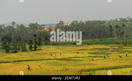 Rizières dans le sud du Rwanda. Banque D'Images